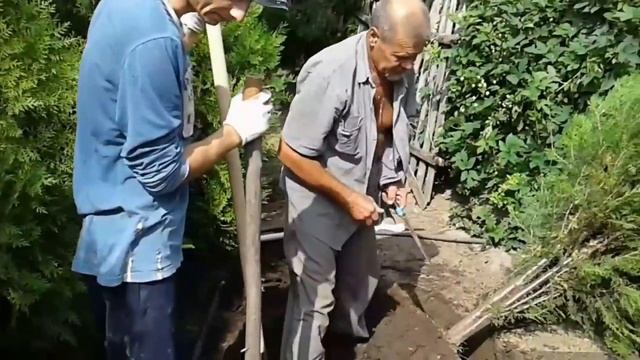 Туя-Можжевельник. Лесопитомник. Свой хвойный лес у себя во дворе. смотреть онлайн