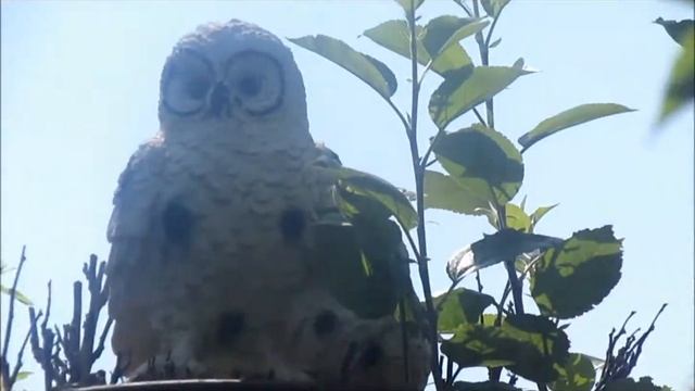 чудо дача 8 смотреть онлайн