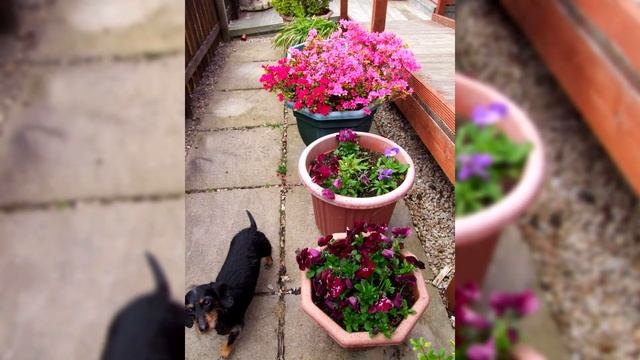 Карликовая такса или Миниатюрная такса. Плюсы и минусы, Цена, Как выбрать, Факты, Уход, История смотреть онлайн