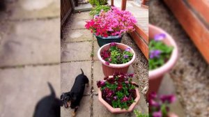 Карликовая такса или Миниатюрная такса. Плюсы и минусы, Цена, Как выбрать, Факты, Уход, История