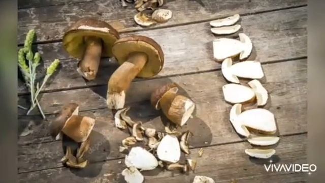 Экологическая сказка про грибы смотреть онлайн