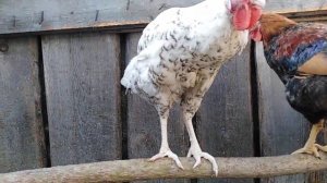 Забой петушков.