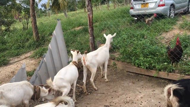 Goat Farming: Increasing genetic diversity is key in goat farming смотреть онлайн