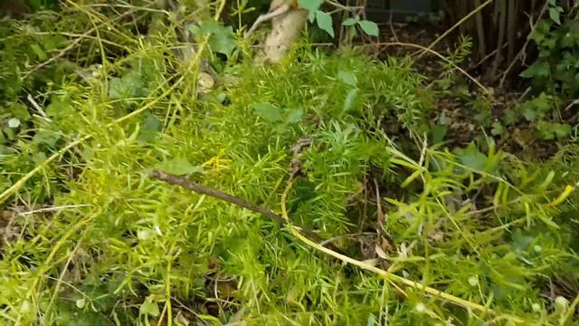 Asparagus Fern? смотреть онлайн