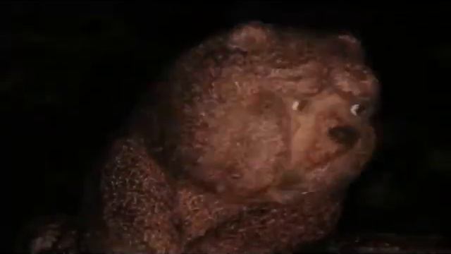 Катарсис. Ежик в тумане. смотреть онлайн