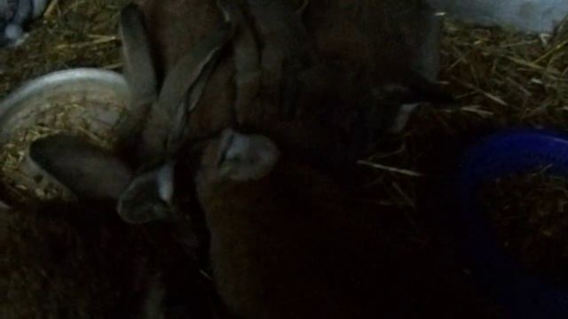 мои фландеры зимнее содержание смотреть онлайн