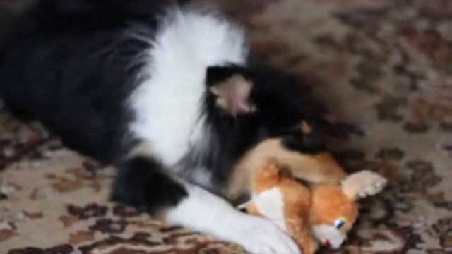 Щенок колли играет смотреть онлайн