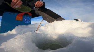 Только ТАК ты поймаешь МНОГО ПЛОТВЫ на мотыля! Зимняя рыбалка 2022. Ловля на мормышку.