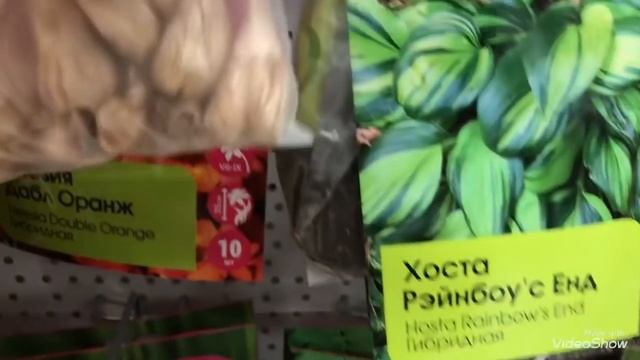 САД 2021!Амариллисы необыкновенной Красоты! Канны,Каллы,Хосты.... смотреть онлайн