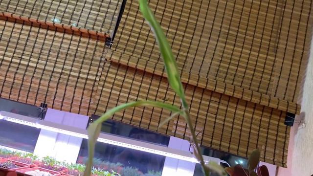 Имбирь в горшке смотреть онлайн