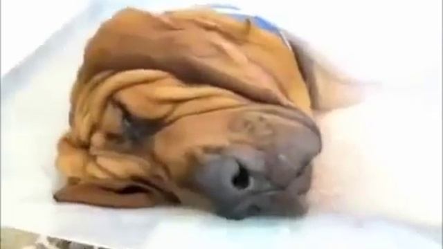Забавные собаки во время сна  Собаки лунатики