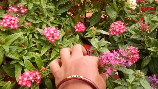 || Pentas plant care tips || смотреть онлайн
