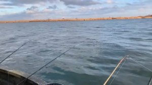 Ловля Рыбца На Дону