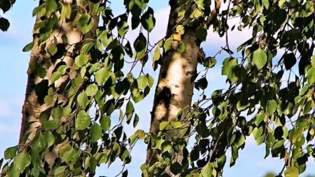 Осина удаляет негативную энергию. Заговоры смотреть онлайн