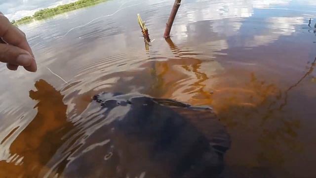 Как сохранить рыбу на рыбалке при ловле на спиннинг с берега видео rybachil.ru