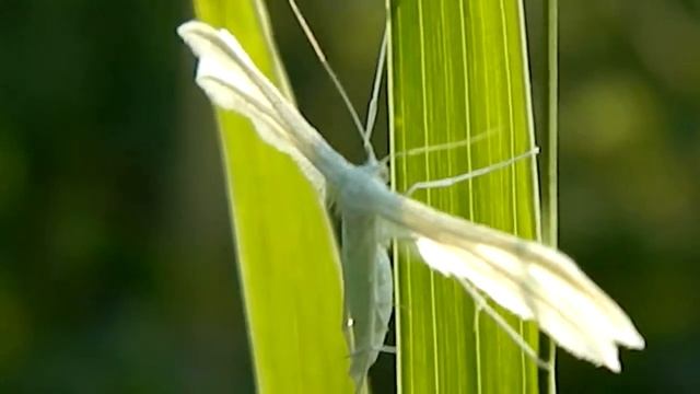 Pterophorus pentadactyla - gdoremi.altervista.org смотреть онлайн