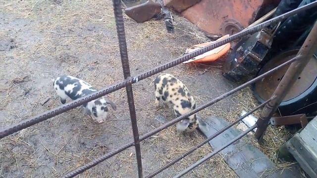 Поросята (для авито). смотреть онлайн