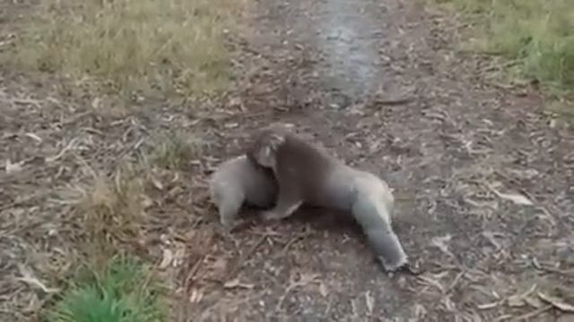Koala wrestling смотреть онлайн