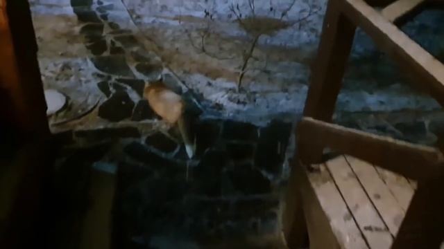 Ли Сяо / Alice the Fox Лиса Алиса (Вечерние развлечения лисы на кухне) смотреть онлайн
