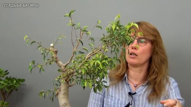 Бонсай из взрослого фикуса Бенджамина (ч.5). смотреть онлайн
