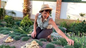 АЛЬПИЙСКАЯ ГВОЗДИКА в саду. ПОСАДКА УХОД РАЗМНОЖЕНИЕ почвопокровных растений.