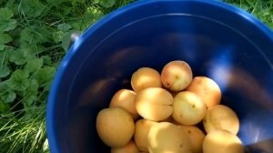 Абрикос «Ананасный»