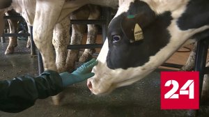 В Волгоградской области завершают создание крупной молочной фермы - Россия 24