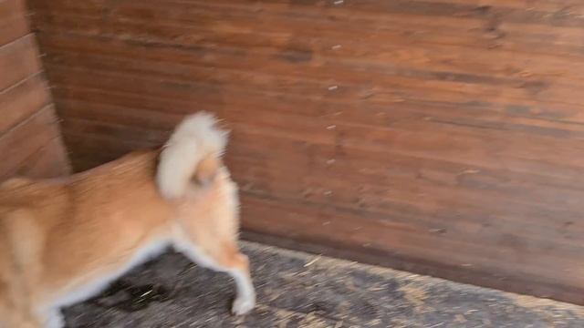 Кормление стаи собак смотреть онлайн