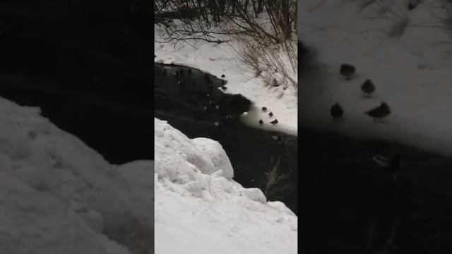 Утиные истории - 2)😁 смотреть онлайн