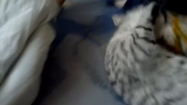 Тайсон(шотландская порода) смотреть онлайн