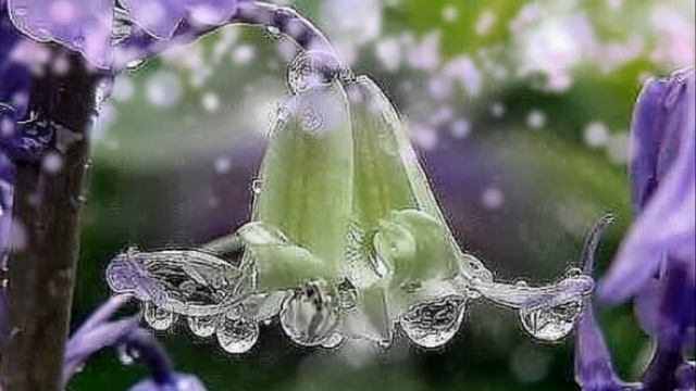 Фон для видеомонтажа Колокольчик хамелеон HD Video Background смотреть онлайн