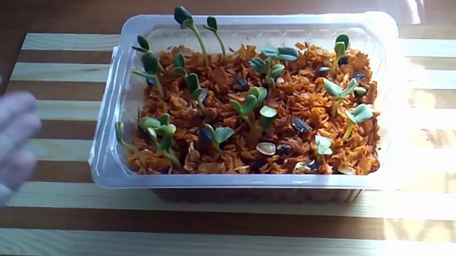 Вкусная и Полезная Зелень На Подоконнике За 3 Дня. Микрозелень Легко и Просто смотреть онлайн