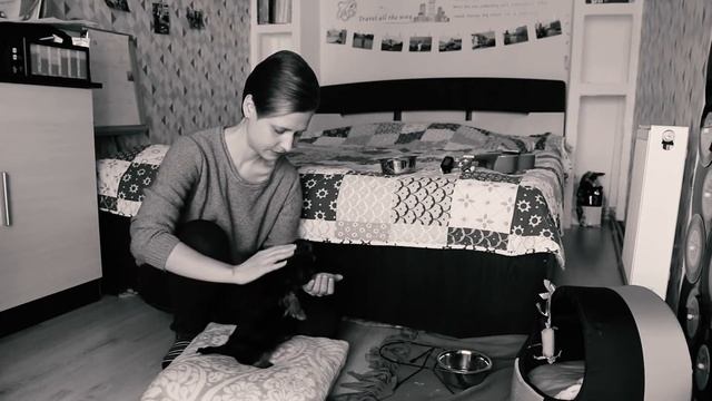 Как правильно брать щенка на руки. Показываю, как нужно держать собаку со своим 2х месячным йорком смотреть онлайн