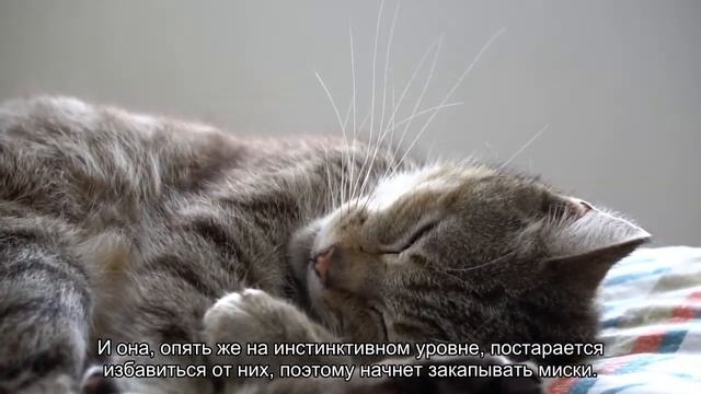 Почему кошка закапывает миску? смотреть онлайн