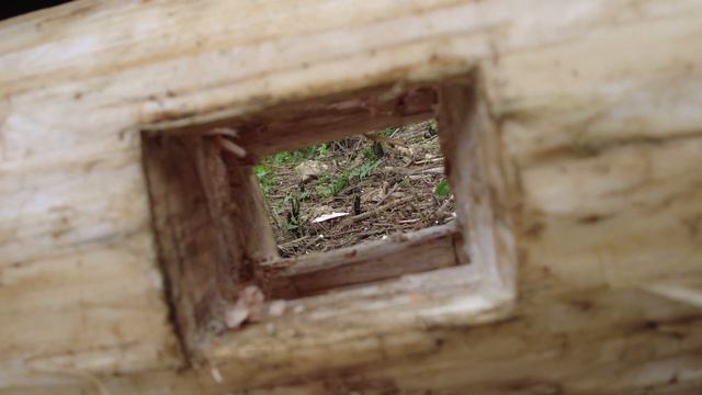 How To Building Farm Pig - Building Wooden Hut Ep1 - Green Forest Life