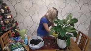 Секреты пересадки СПАТИФИЛЛУМА (Женское счастье). Какой грунт выбрать?