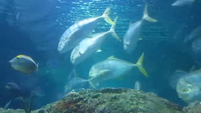 Под водой смотрим акул и скатов Океанариум (Aquaria KLCC) смотреть онлайн