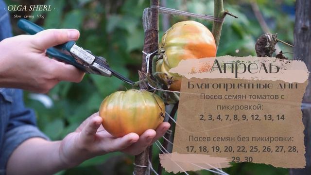 Лунный Посевной Календарь Для Томатов на 2022 год! Когда Сеять? смотреть онлайн