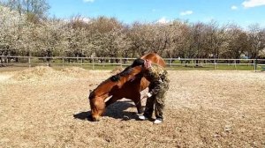 Обучение лошади команде "лежать!"через трапецию и поклон.Teaching the horse to lie down!