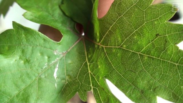 SOS! НЕИЗВЕСТНАЯ БОЛЕЗНЬ РАССАДЫ ПЕРЦА И ВИНОГРАДА. БОЛЕЗНИ РАСТЕНИЙ. САД (ОГОРОД) И ВИНОГРАД смотреть онлайн