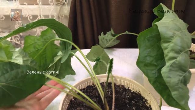 Почему-то гербера не хочет цвести! смотреть онлайн