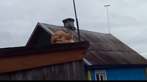 Размножение кота и кошки.