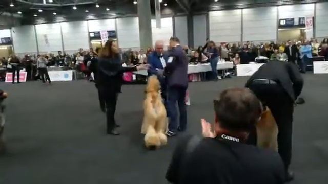 WORLD DOG SHOW (Leipzig 2017) смотреть онлайн