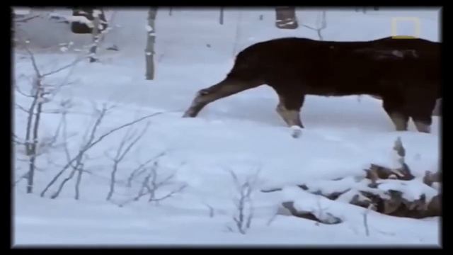 ЗАСНЯЛ КАК ЛОСЬ СКИНУЛ РОГА ИЛИ САМЫЙ ЛЁГКИЙ СПОСОБ ПОЛУЧИТЬ РОГА смотреть онлайн