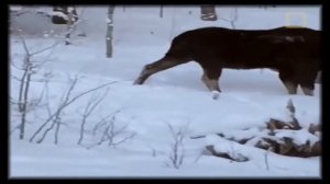 ЗАСНЯЛ КАК ЛОСЬ СКИНУЛ РОГА ИЛИ САМЫЙ ЛЁГКИЙ СПОСОБ ПОЛУЧИТЬ РОГА