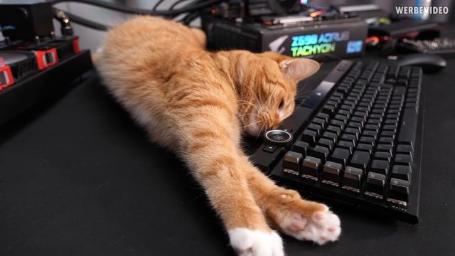 Wortwörtlich ein Killer Setup - Auch für meinen 11900K (RIP) смотреть онлайн