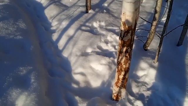 Охота на куницу капканами рождественская проверка капканов.#shorts #таежный #тайга смотреть онлайн