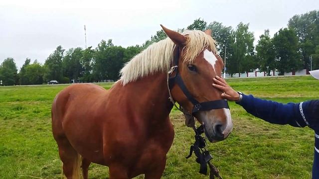 ЛОШАДИЦЫГАНСКАЯ КОБЫЛА ТЯЖЕЛОВОЗ 3 ГОДАhorsesmare heavy truck