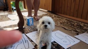 СДЕЛАЛИ ИГРУ, ГДЕ КОТ И СОБАКА ВМЕСТО ФИШЕК! ИГРАЕМ КЕВИНОМ И БИЛЛИ