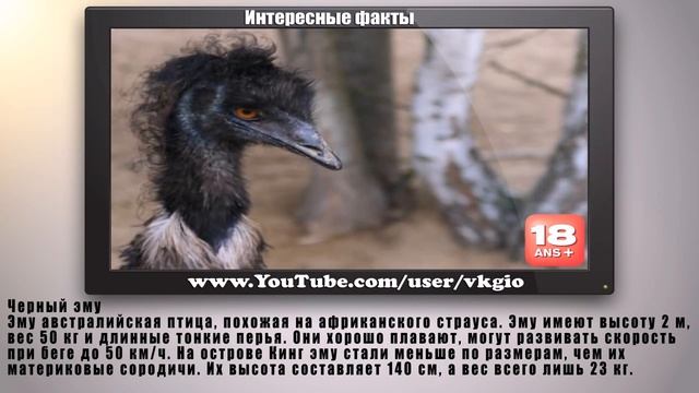Интересные Факты Жизни ТОП 10 КАРЛИКОВЫХ ЖИВОТНЫХ смотреть онлайн